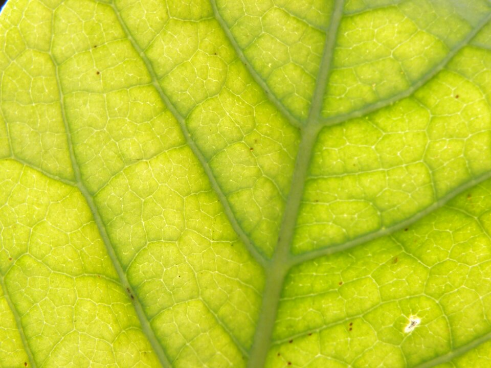 Green plant macro