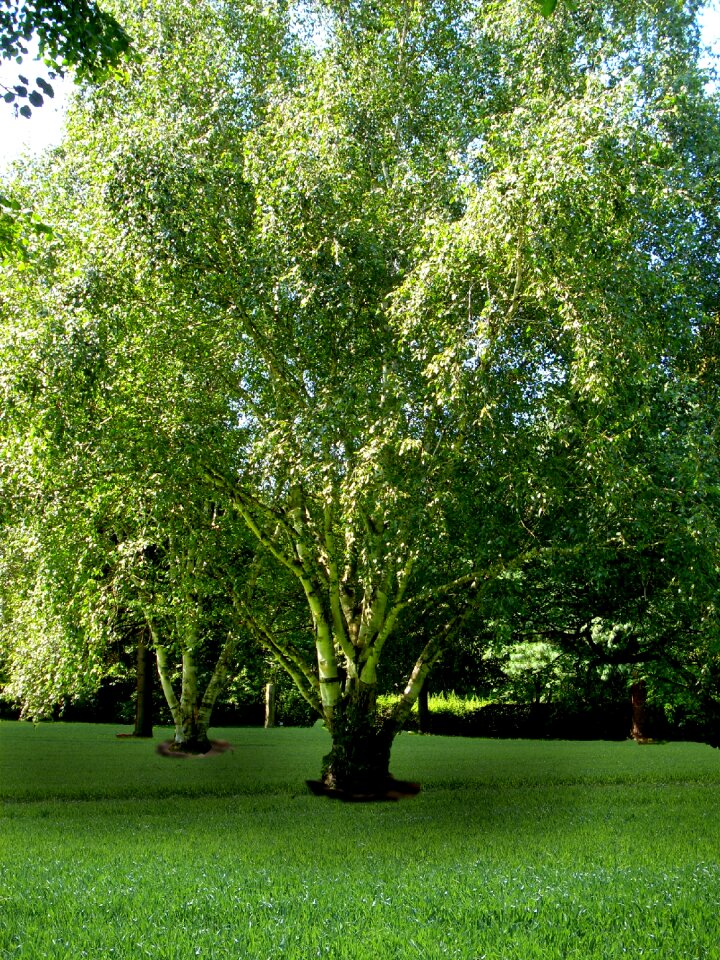 Tree green castle park