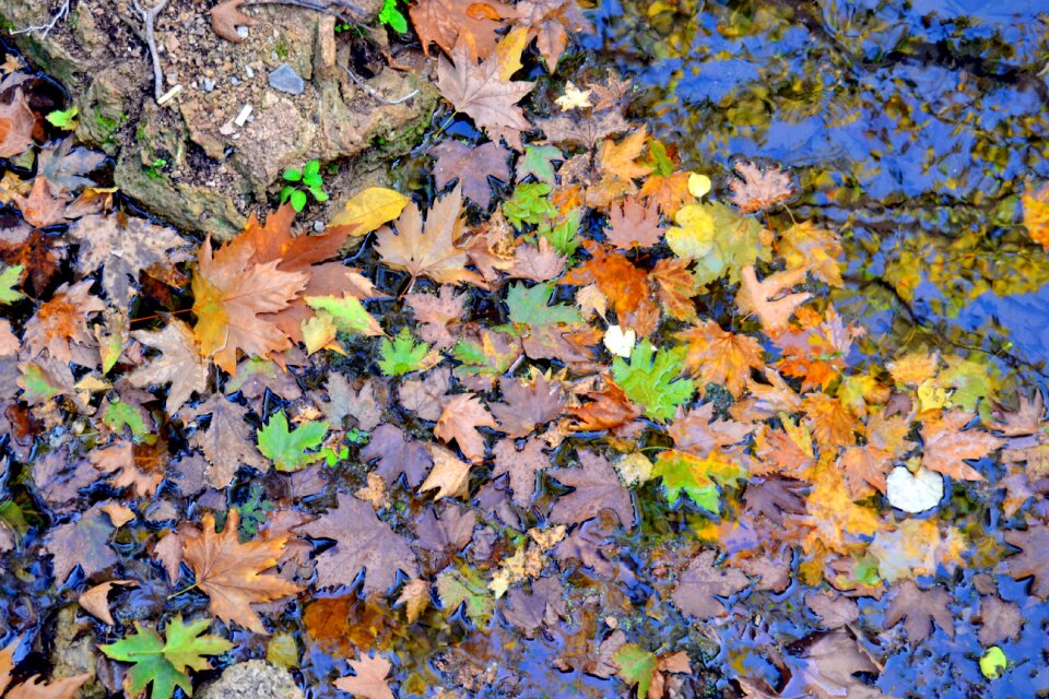 The leaves are dry dd