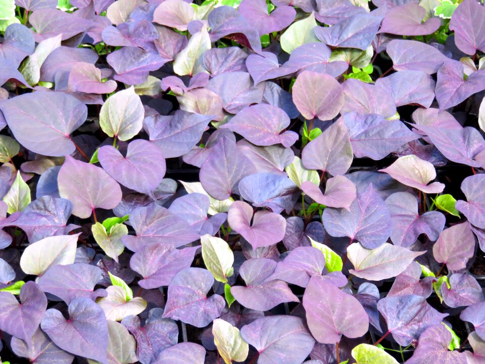 Leaves morning glory violet