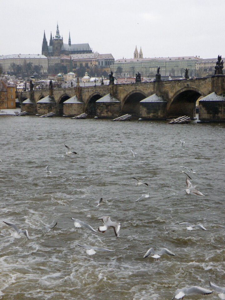 Vltava prague castle the seagull