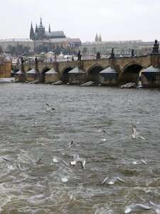 Vltava prague castle the seagull