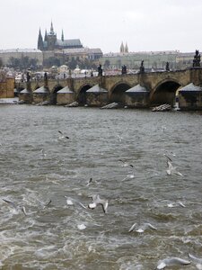 Vltava prague castle the seagull photo