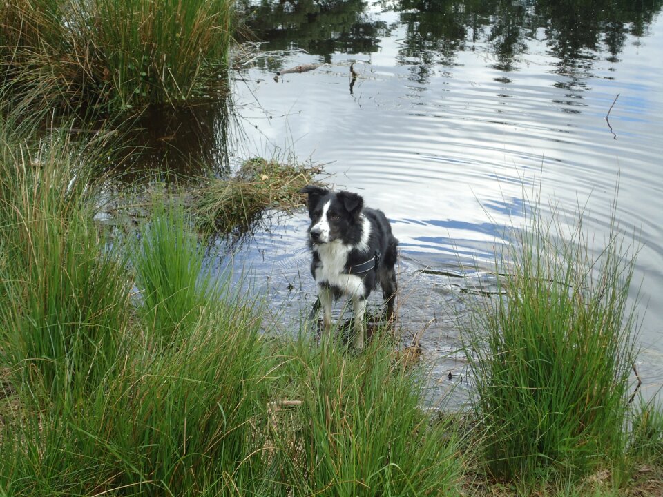 Border collie water ven