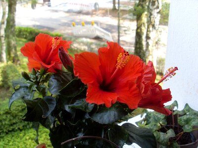 Flowers plant hibiscus photo