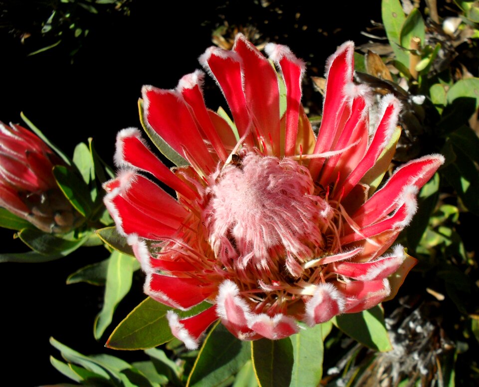 Blossom bloom floral