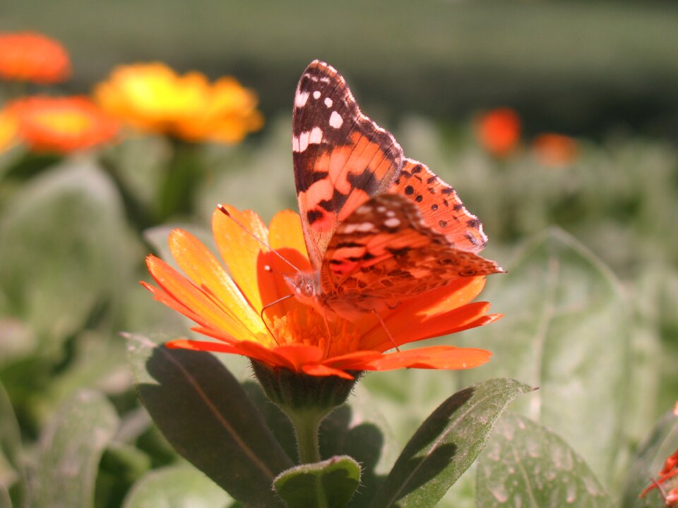 Nature sunny
