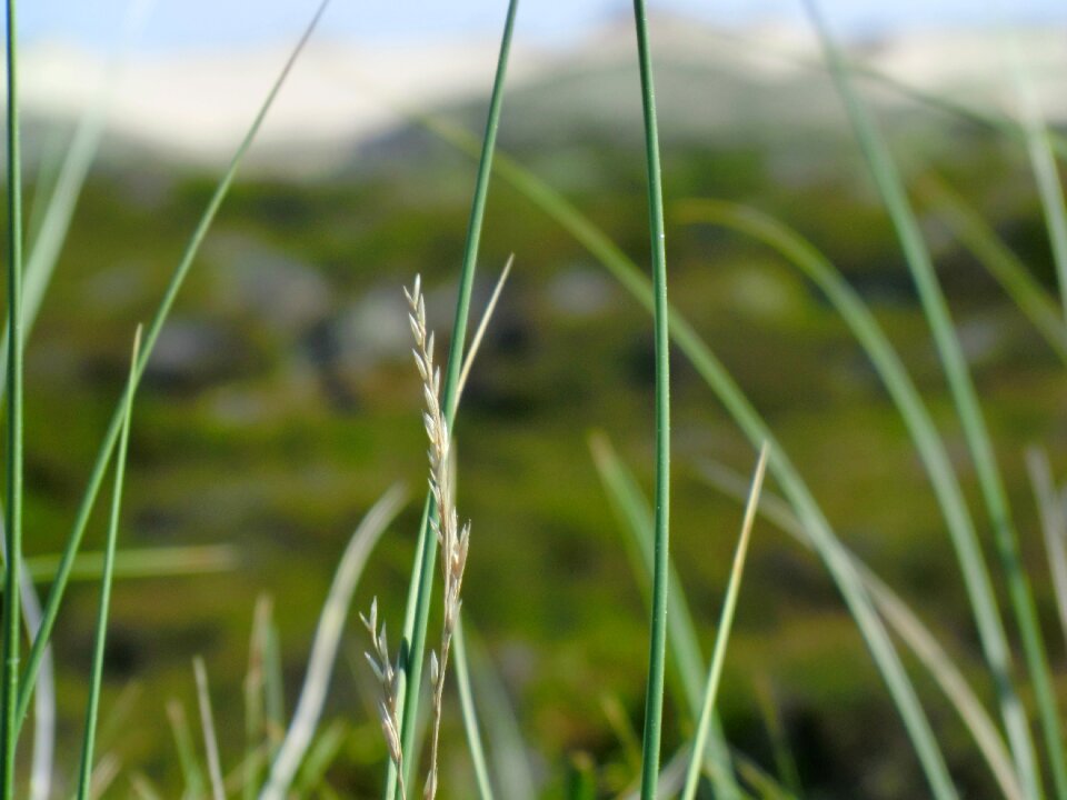 Plant growth landscape