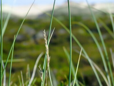 Plant growth landscape