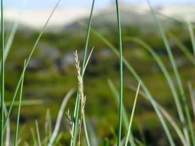 Plant growth landscape photo