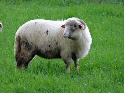 Sheep pasture land rumination photo