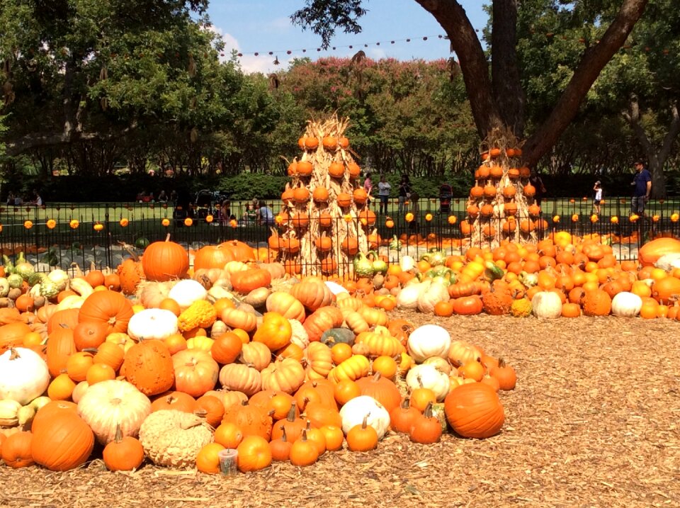 Thanksgiving autumn vegetable