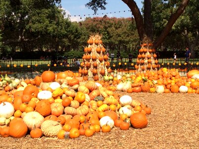 Thanksgiving autumn vegetable