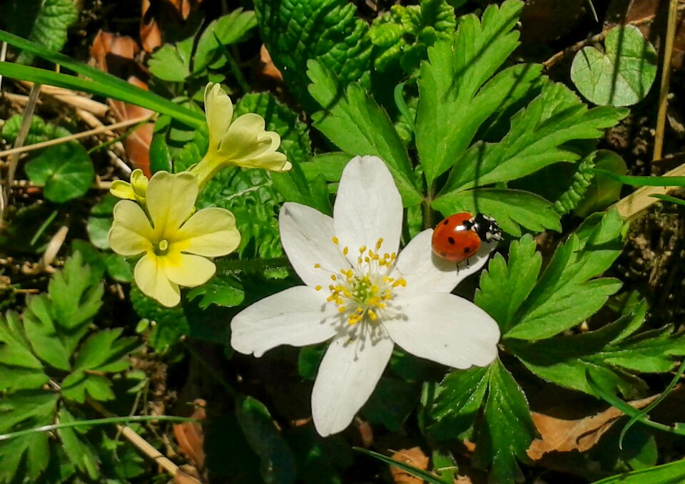 Close up flower ladybug