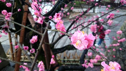 Cherry blossoms pink red japan