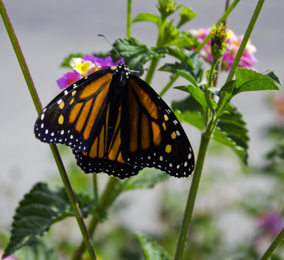 Nature orange monarch