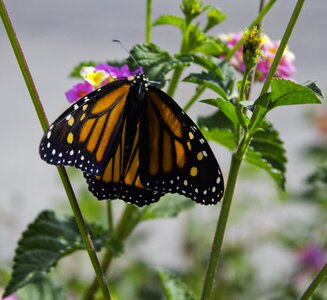 Nature orange monarch photo