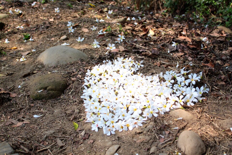 Tung flowers love romantic