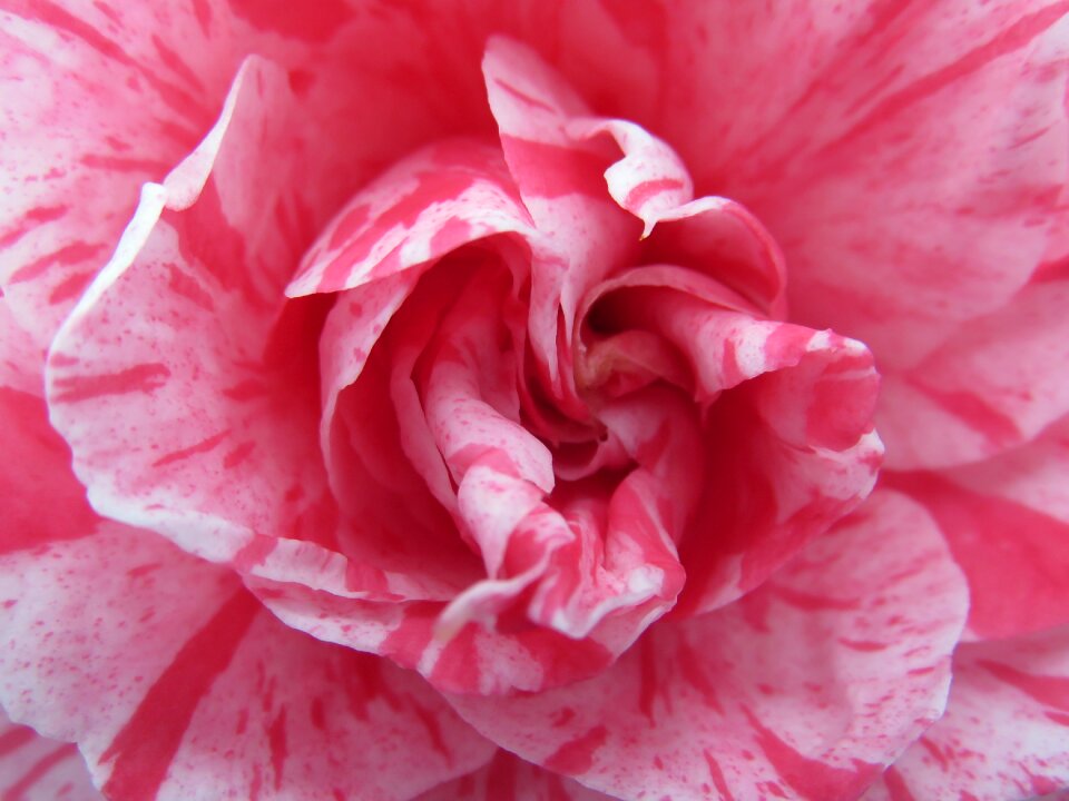 Camelia pink winter
