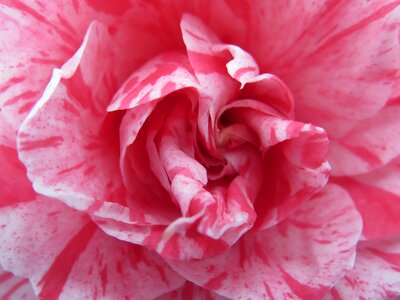 Camelia pink winter