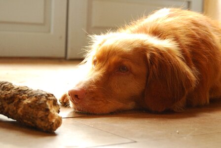 Dog retriever tolling
