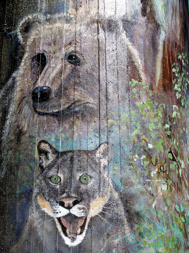 Bear cougar bridge of the god