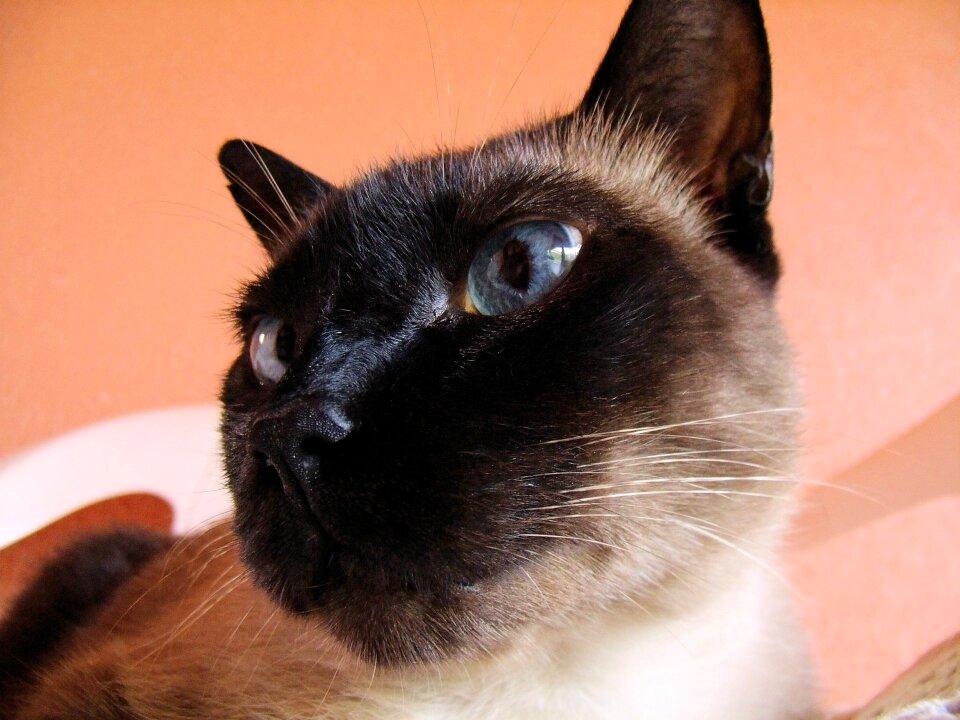 Close eyes pet animal