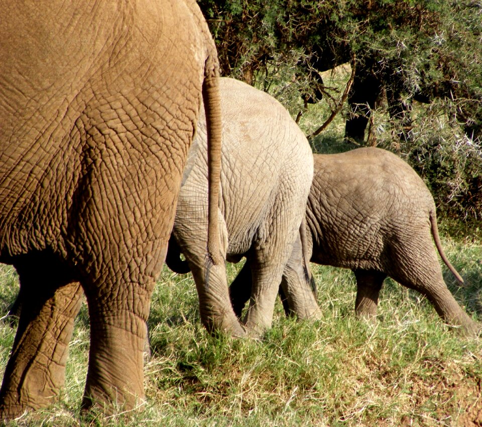 Wild animal safari