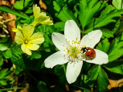 Close up flower ladybug photo