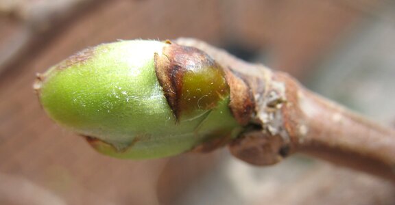 Growth seedling brown growth