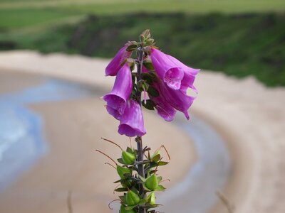 Walk uk flowers