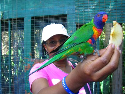 Feeding bird