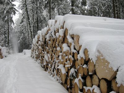 Tree trunks wintry snowy photo