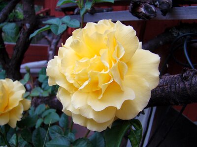 Flower summer garden