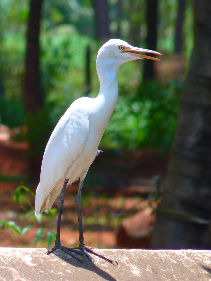 Eastern bird white