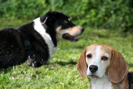 Motif pets view