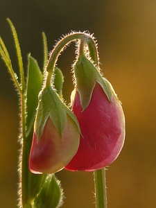 Faboideae legume red