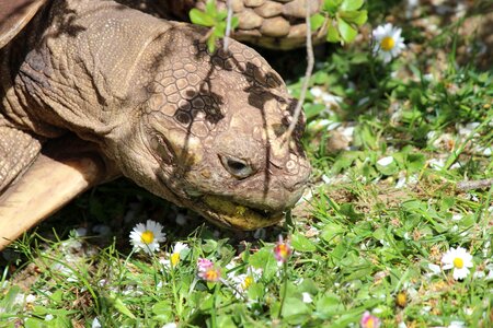 Animal giant tortoise zoo photo