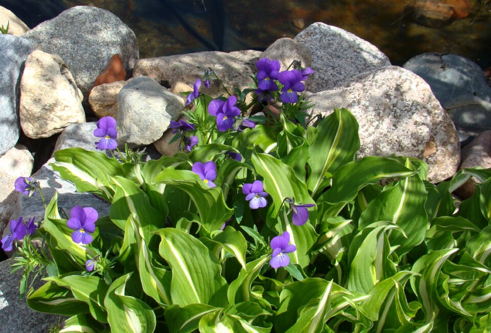 Wild pansy funkia flowers