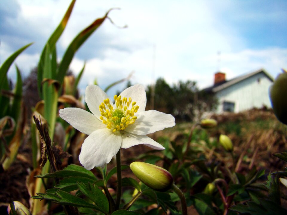 Flower early summer spring flower