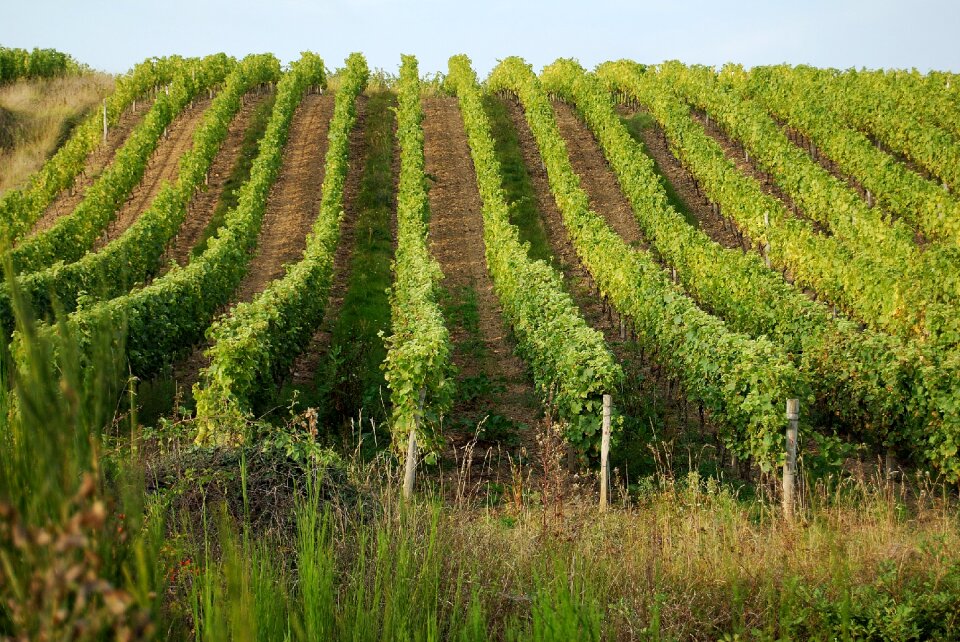 Vineyards loire france