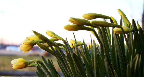 Young fresh spring