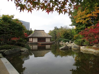 Mirroring park maple
