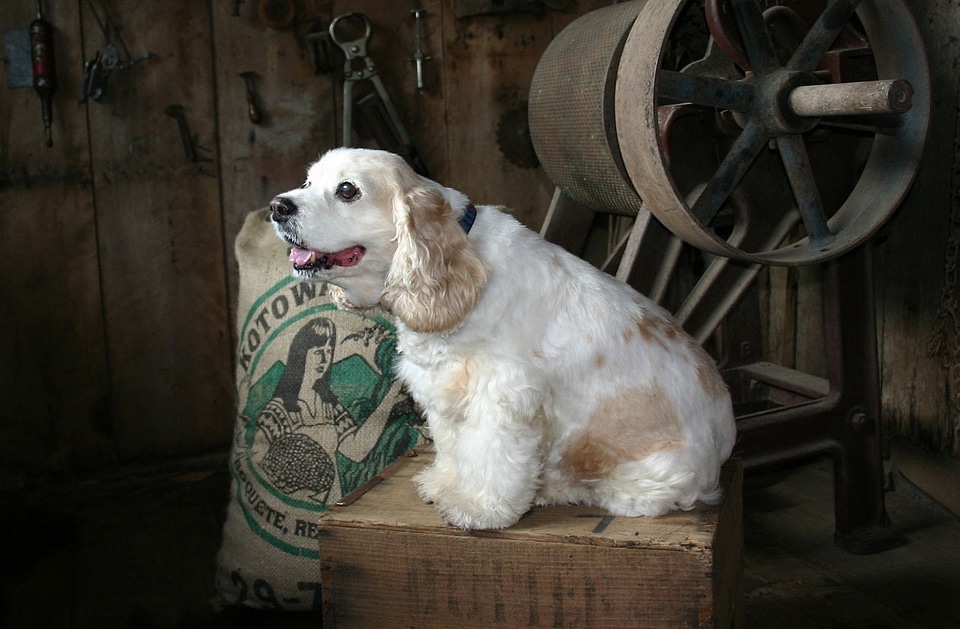 Pet friend canine