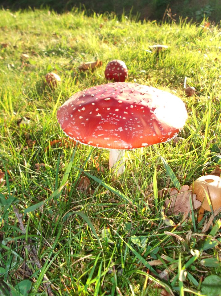 Red white dots white dots toxic mushroom