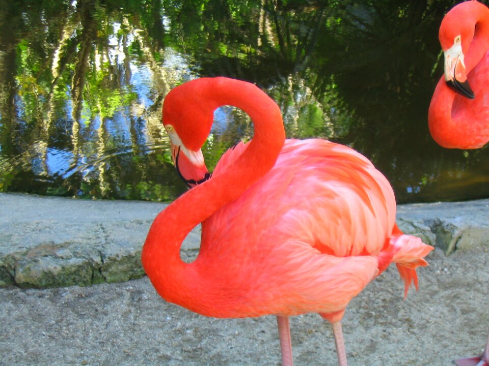 Wildlife pink