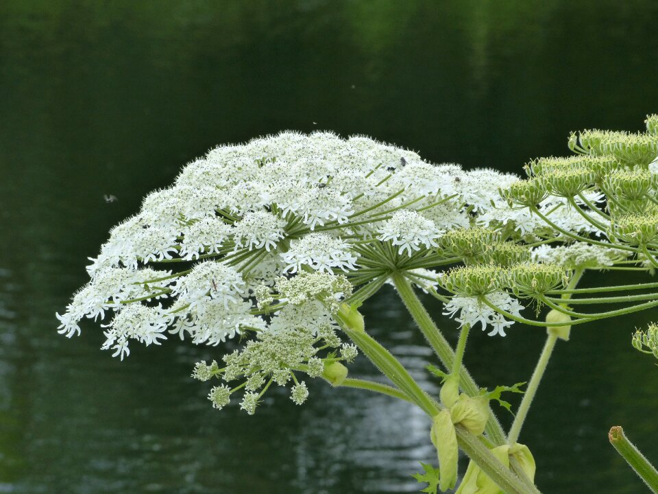 Common hogweed aquatic plant lake