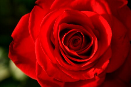 Flower nature romantic