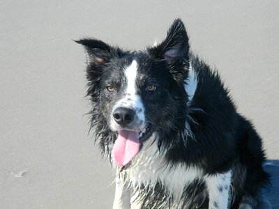 Dog sea water photo