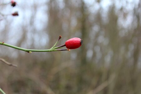 Rose hip red berry